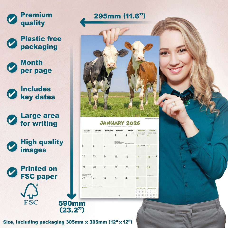 image 1 of Cows 2026 Calendar | Square Wall Calendar | Farm Animal Gift | Plastic Free Packaging | by Avonside Publishing