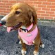 image 7 of HugglePets Step In Air Mesh Dog Harness Black | L