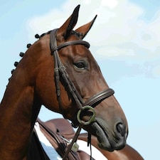 Collegiate Syntovia+ Horse Bridle - Black - Cob