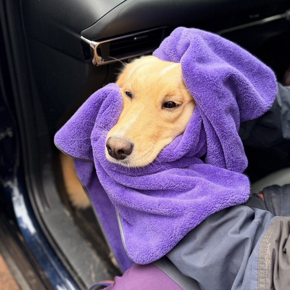 image 1 of Henry Wag Large Purple Pet Cleaning Towel