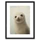 image 1 of Adorable Baby Seal Pup Portrait Cute Animal 9x7" Black Framed Wall Art Print