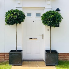 Laurus Nobilis Std 130-140cm Tall 45-50cm Head 24cm Potted Plant x 2