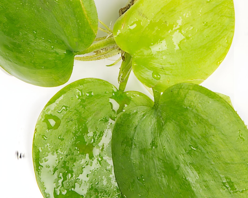 image 1 of Amazon Frogbit (Limnobium laevigatum) - Live Aquarium Plant for Floating Surface Cover, No CO2 Needed - Fish Tank Plant