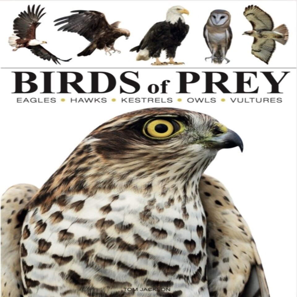 Birds Of Prey