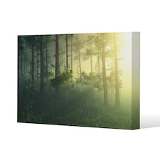 sun, trees in a haze of light, glowing fog among the trees (Canvas Print) | Cream