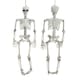 image 1 of Living and Home Halloween Realistic Full Body Skeleton  Posable Prop - 90cm