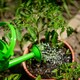 image 4 of Bigjigs Toys Childrens' Gardening Starter Pack, With Green Bucket And Watering Can