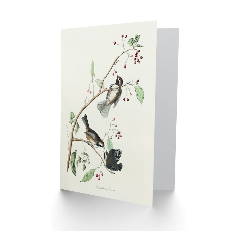 image 1 of John James Audubon Art Card Canadian Titmouse Bird