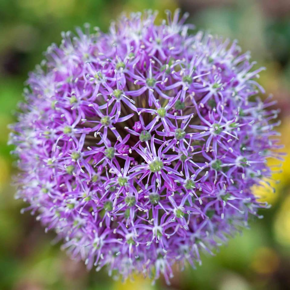 image 1 of Marshalls Garden Allium 'Globemaster' Bulbs - 3 Pack