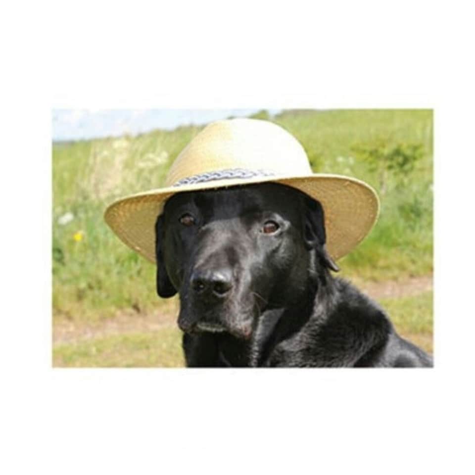 Kevin Milner Posh Lab Greetings Card - Multicoloured - One Size