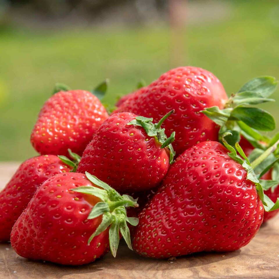 image 1 of Marshalls Garden Strawberry 'Marshmello' Extra-Sweet Mid-Season Variety 30 bare root