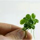 image 4 of Tropica Anubias barteri 'Mini Coin' (Easy, Foreground/Attach) 1-2-Grow!