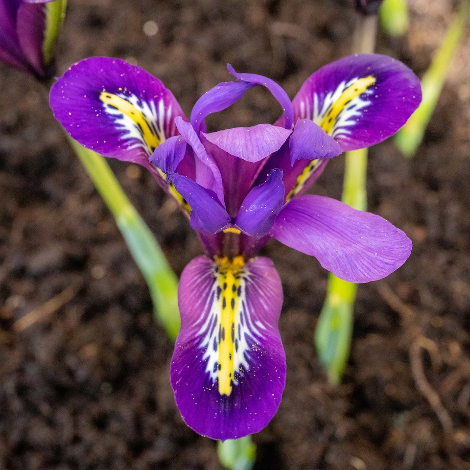 image 1 of Marshalls Garden Iris Bulbs 'Harmony' - 20 Bulbs, Early Spring Blue Flowers