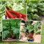 Green, Red