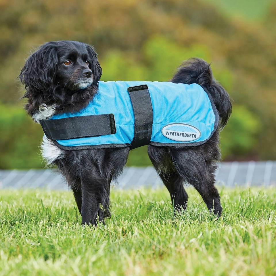 image 1 of Weatherbeeta Therapy-Tec Dog Cooling Coat - Blue - 60cm