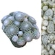 image 2 of Carbeth Plants 3 x Sempervivum Arctic White - Drought Tolerant & Easy Care Succulent