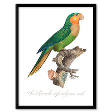 Francois Levaillant Framed Wall Art The Yellow Headed Amazon Parrot Home Décor