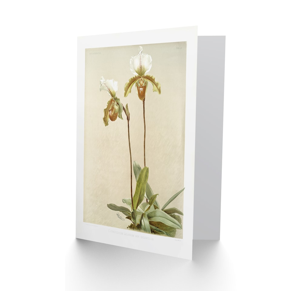 image 1 of F Sander Cypripedium Leeanum Var Giganteum Orchid Art Greeting Card