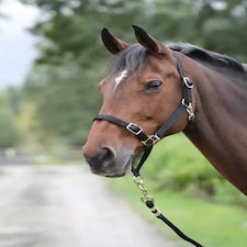 Shires Control Headcollar Black | Cob