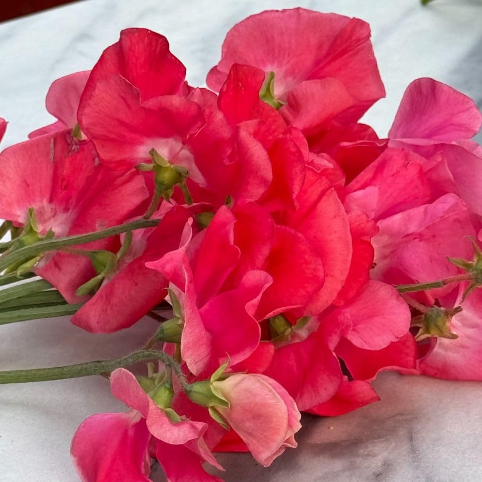 image 1 of Pink Sweet Pea Geranium - Salmon-Pink Spencer Type - Vigorous Growth Great for Cutting - Thompson & Morgan