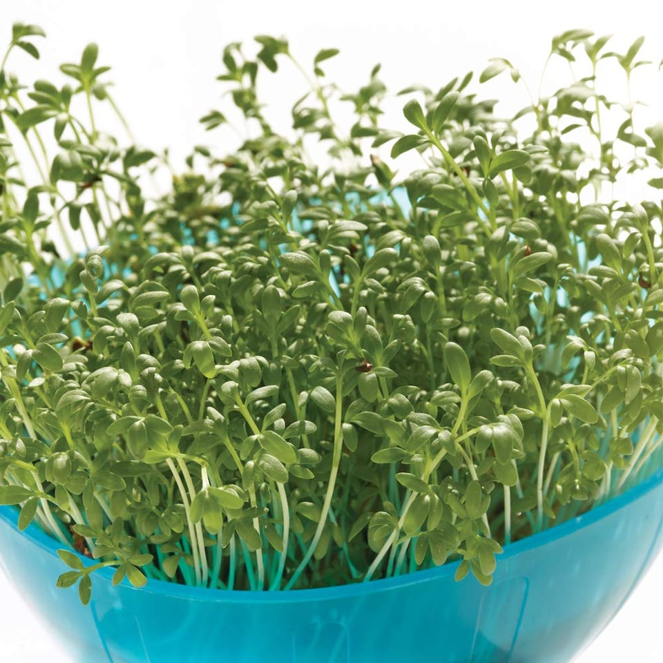 Cress 1 Seed Packet (2000 Seeds)