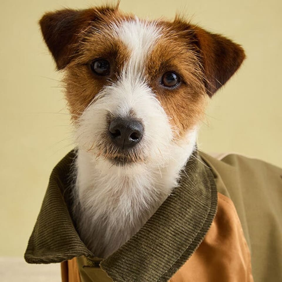 image 1 of Joules Kennington Small Dog Coat