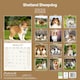 image 2 of Shetland Sheepdog 2026 Calendar | Square Wall Calendar | Dog Breed Gift | Plastic Free Packaging | by Avonside Publishing
