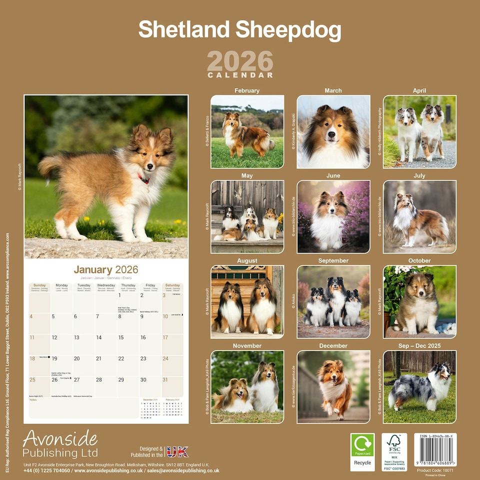 image 1 of Shetland Sheepdog 2026 Calendar | Square Wall Calendar | Dog Breed Gift | Plastic Free Packaging | by Avonside Publishing