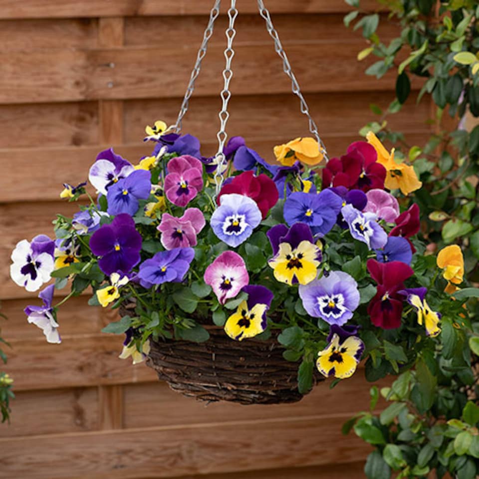 image 1 of YouGarden Pansy 'Top Wave', Trailing Variety, 10 x Garden Ready Plug Plants, Garden Colour, Great for Pots