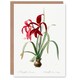 image 1 of Pierre-Joseph Redouté Art Card Aztec Lily Vintage Botanical