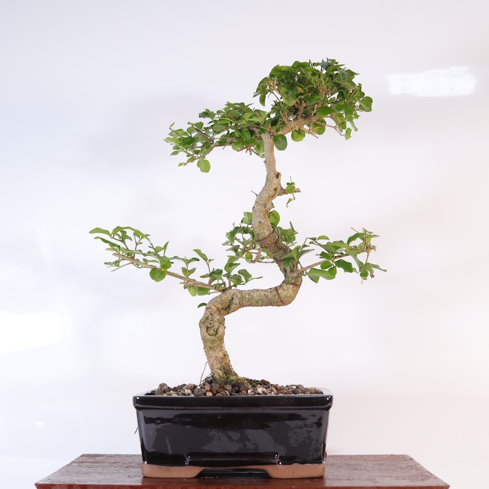 image 1 of Yorkshire Bonsai Chinese Privet (Ligustrum Sinense) Bonsai Tree Shaped In 18cm Pot Superb