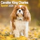 image 1 of Cavalier King Charles Spaniel 2026 Calendar | Square Wall Calendar | Dog Breed Gift | Plastic Free Packaging | by Avonside Publishing