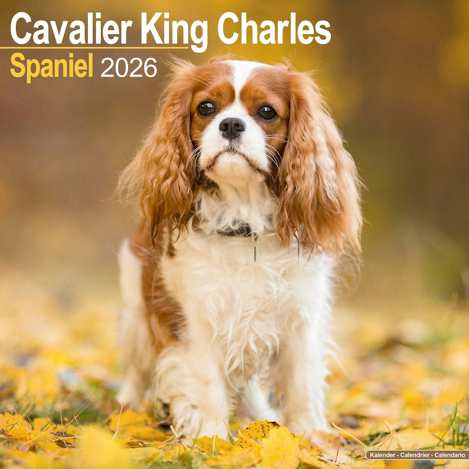 image 1 of Cavalier King Charles Spaniel 2026 Calendar | Square Wall Calendar | Dog Breed Gift | Plastic Free Packaging | by Avonside Publishing