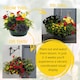 image 2 of 7 Colour Coordinated Plants  Brilliant Bling Theme Speedplanter  Garden Ready