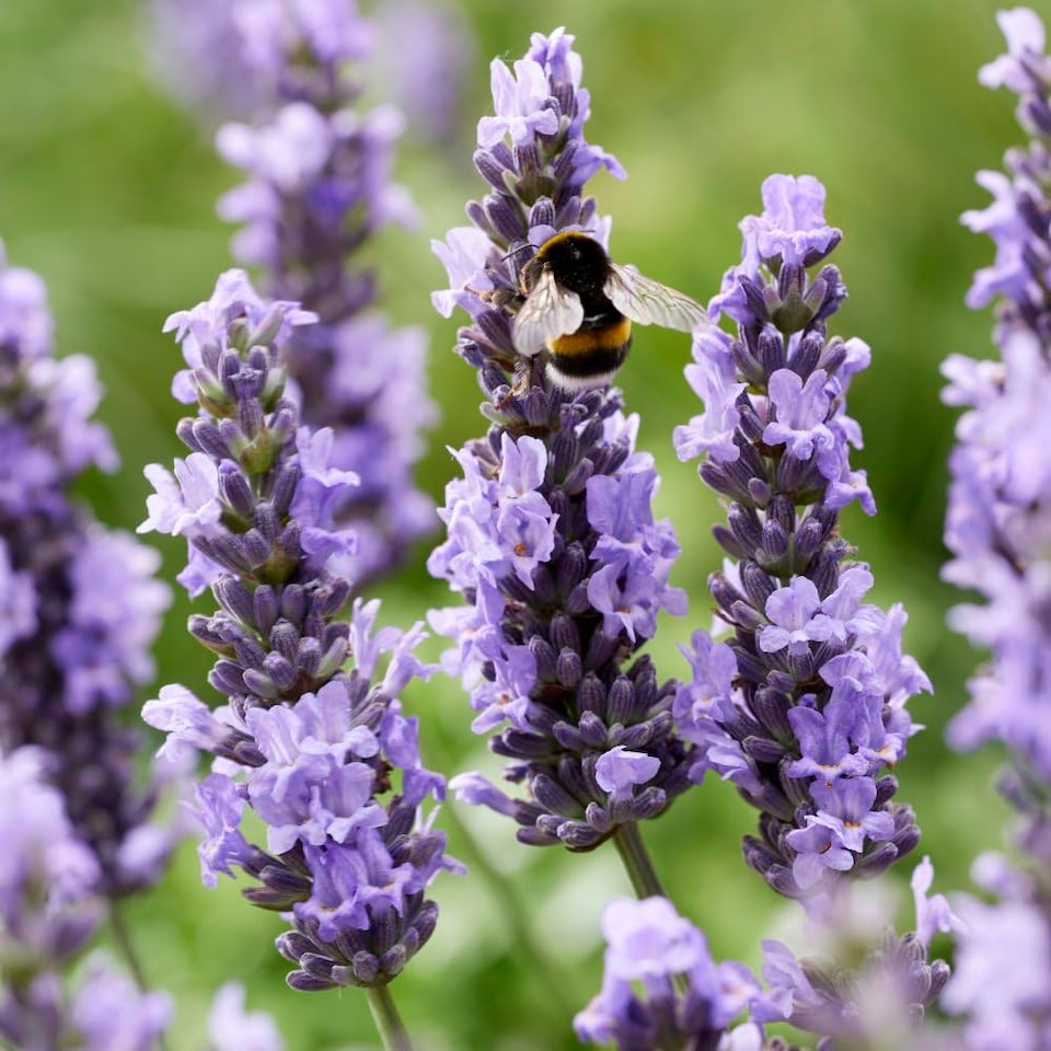 Lavandula x intermedia Lavender Sensational 9cm Potted Plant x 3