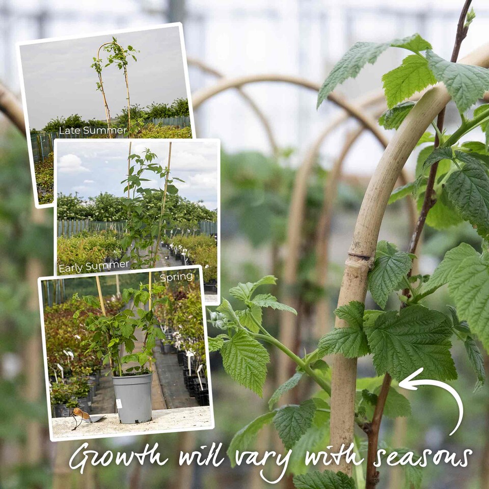 image 1 of Marshalls Garden Raspberry Polka - Late Primocane Bare-Root
