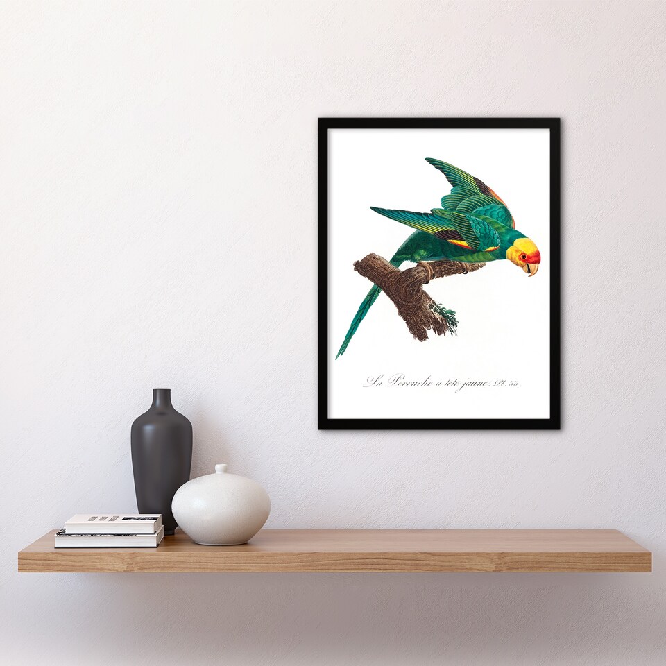 image 1 of Francois Levaillant Framed Wall Art Print The Yellow Crowned Parakeet Home Décor