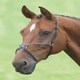 image 1 of Shires Blenheim Mexican Noseband Black | Size: X-Full
Colour: Black