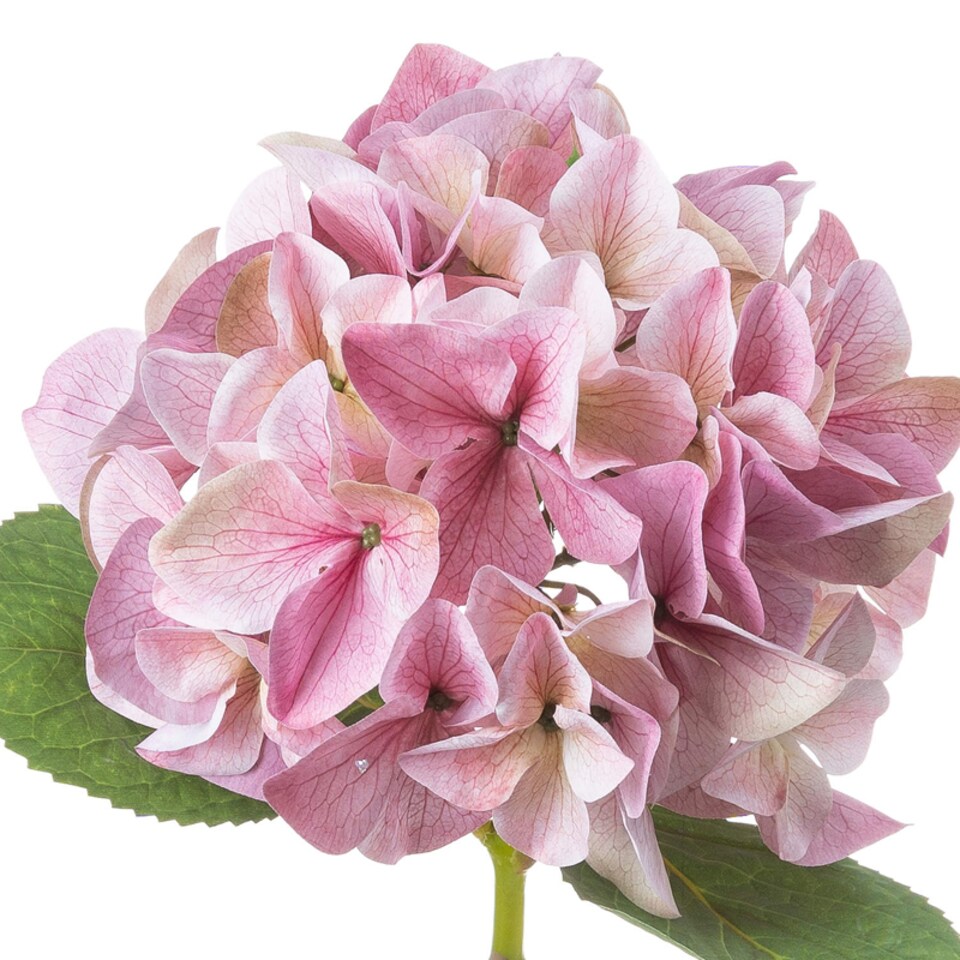 image 1 of Shabby Single Hydrangea Artificial Flower - Plastic - L30 x W30 x H50 cm - Pink