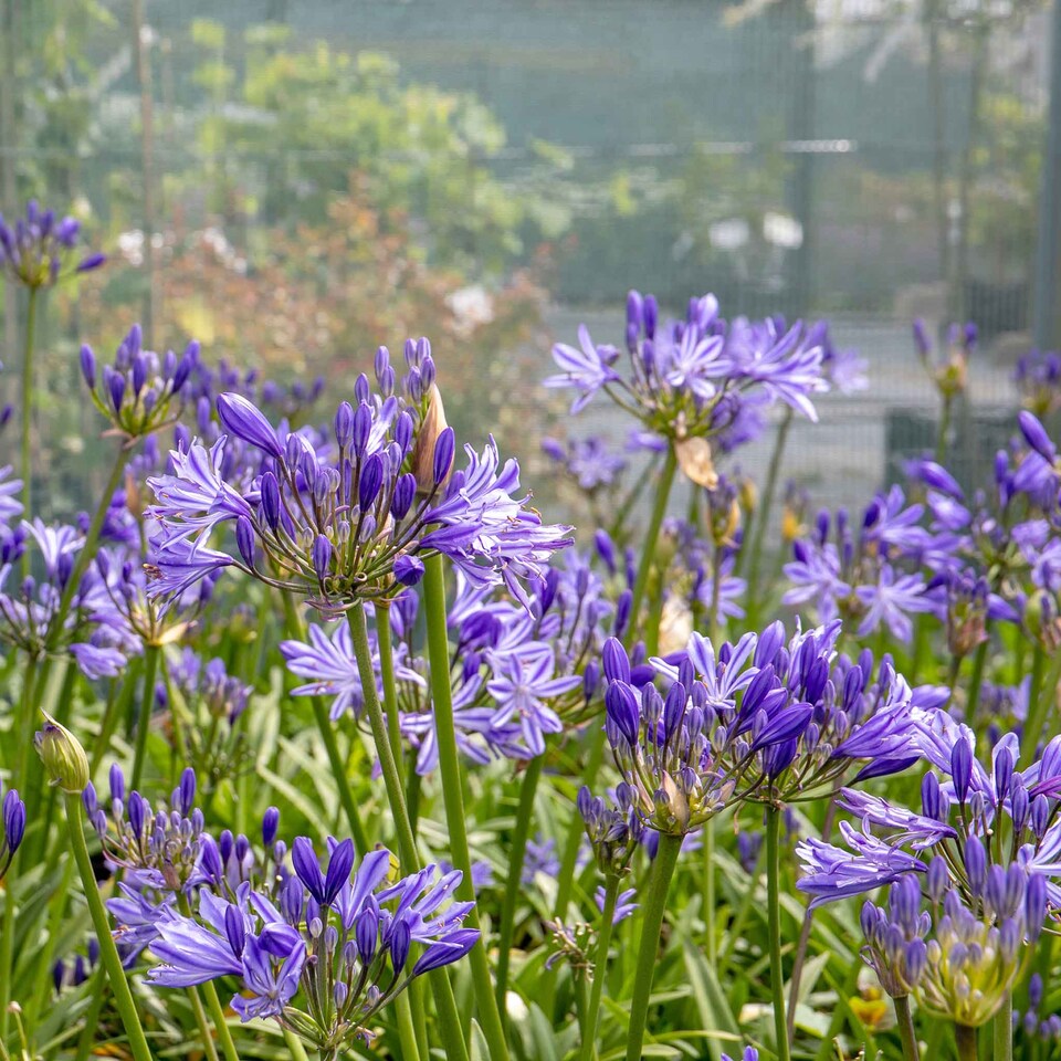 image 1 of Marshalls Garden Agapanthus 'Charlotte' Compact Blue Perennial 2 litre