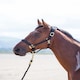 image 10 of Shires Topaz Nylon Headcollar Orange | X-Full