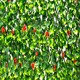 image 2 of Primrose Extendable Artificial Flower Outdoor Screening Trellis Red 1m x 2m