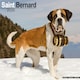 image 1 of Saint Bernard 2026 Calendar | Square Wall Calendar | Dog Breed Gift | Plastic Free Packaging | by Avonside Publishing
