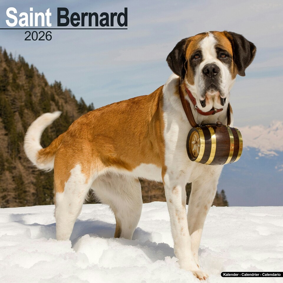 image 1 of Saint Bernard 2026 Calendar | Square Wall Calendar | Dog Breed Gift | Plastic Free Packaging | by Avonside Publishing