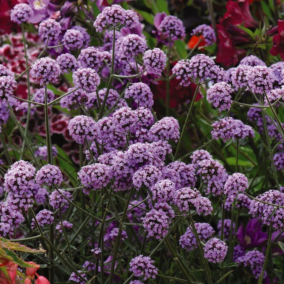 image 1 of Stunning Verbena Bonariensis 48 x Garden Ready Plants - Tall Lavender Flower Heads