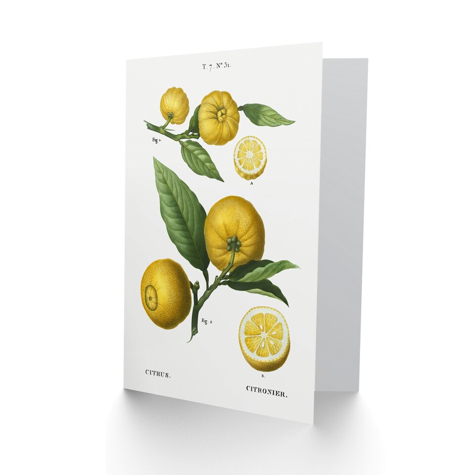 image 1 of Pierre-Joseph Redouté Art Card Clusters of Citrus Fruit