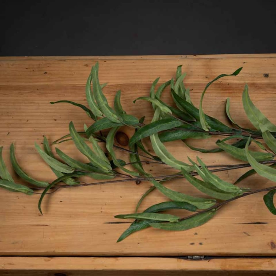 image 1 of Eucalyptus Nicholii Spray Artificial Plant - Plastic - L46 x W46 x H128 cm - Green