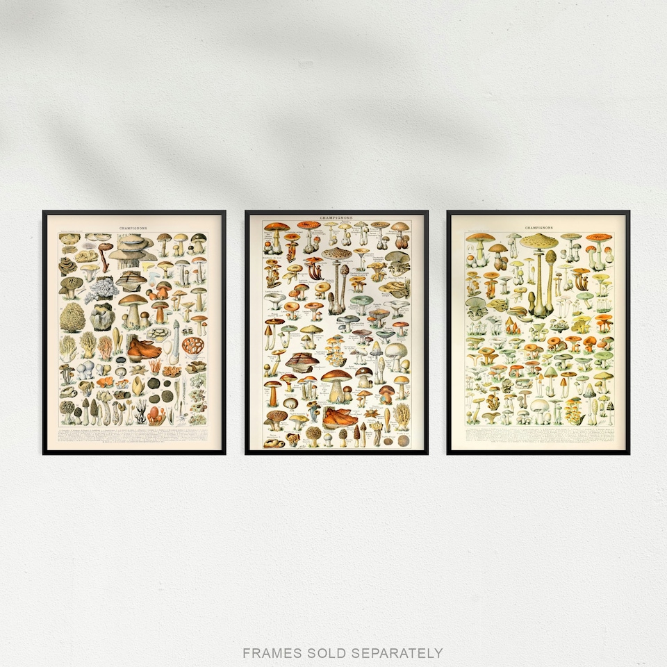 image 1 of Set of 3 Fungus Mushrooms Champignon Vintage Millot Fungi Kitchen Wall Art Print A4