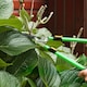 image 6 of Outsunny 2 Pcs Garden Shears Set with Telescopic Extendable Handles