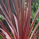 image 5 of Marshalls Garden Cordyline 'Charlie Boy' - 3 x 9cm Potted Plants